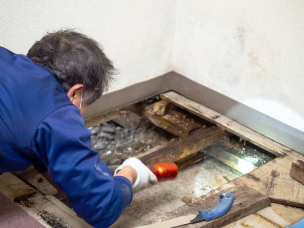 Best Attic Mold Remediation in Bensley, VA