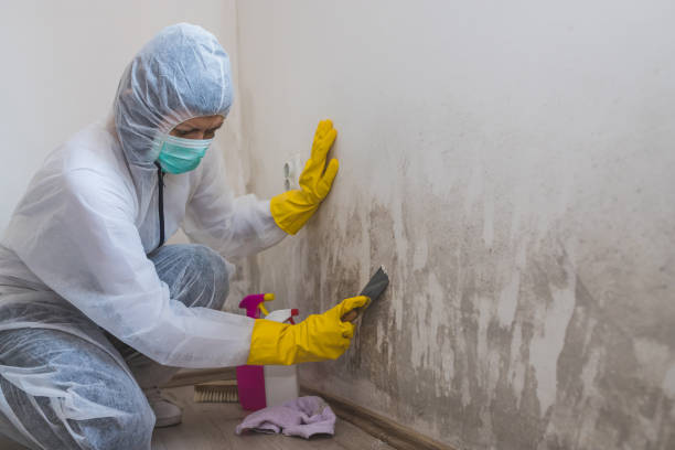 Best Emergency Mold Remediation in Bensley, VA