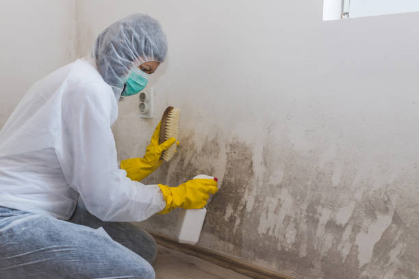 Best Mold Remediation for Specific Building Types in Bensley, VA