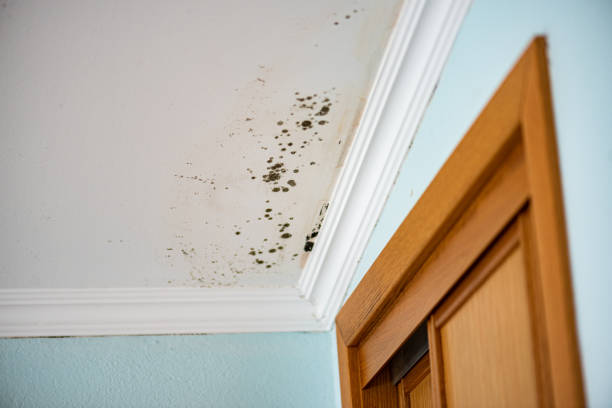 Trusted Bensley, VA Mold Remediation Experts