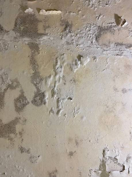 Best White Mold Remediation in Bensley, VA