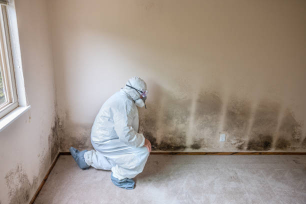 Best Mold Remediation for Specific Building Types in Bensley, VA