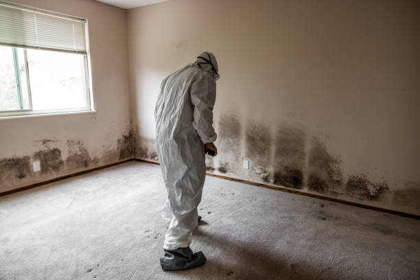 Best Health and Safety Mold Remediation in Bensley, VA