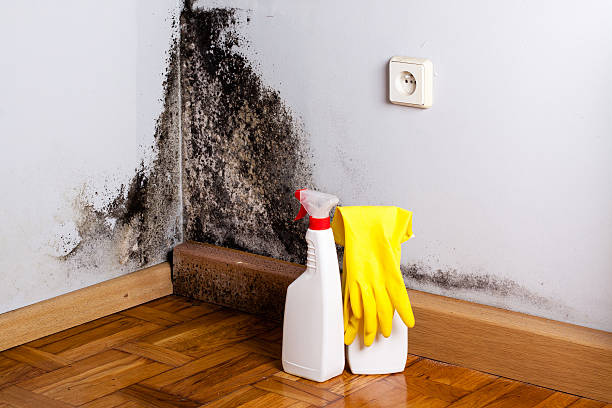 Best Black Mold Remediation in Bensley, VA