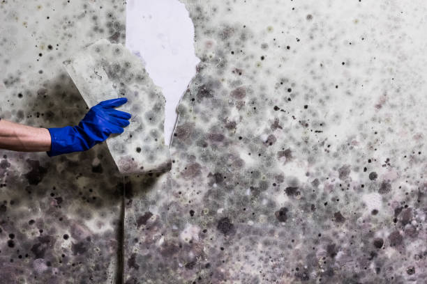 Best Preventive Mold Services in Bensley, VA