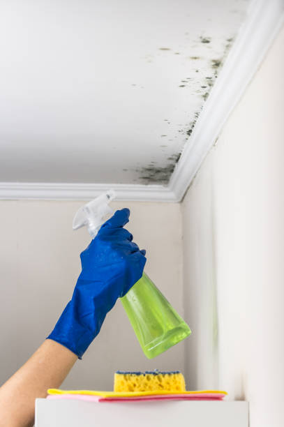 Best Residential Mold Remediation in Bensley, VA