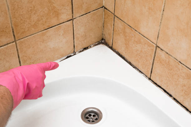 Best Post-Flood Mold Remediation in Bensley, VA